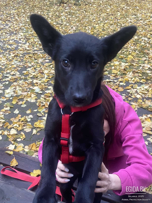 Ушастик Рени, щенок девочка 4 мес, нежная мулаточка в поисках семьи