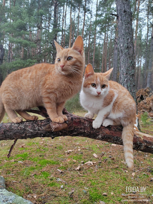 Котята ищут дом 🙏