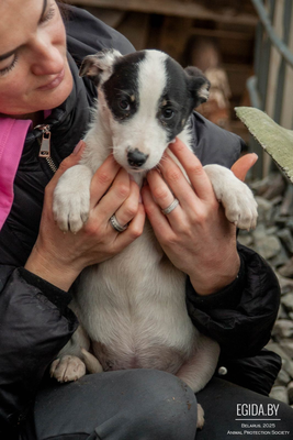 Щенок в дар!