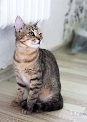 Котёнок в дар