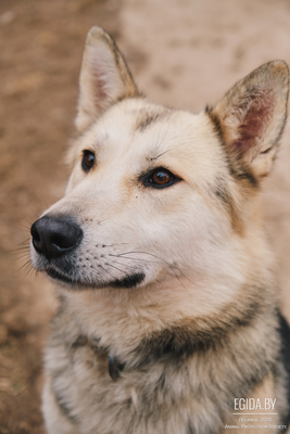 Большой и добрый пёс Зевс ищет дом