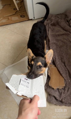 Добрый щенок Малыш ищет любящий дом, вакцинирован