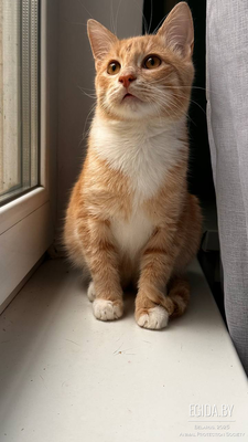 Ищем дом и хорошие ручки для молодого рыденького котика. Ему примерно 6-7 месяцев. Обработан от паразитов приучен к лотку. Игривый умный.