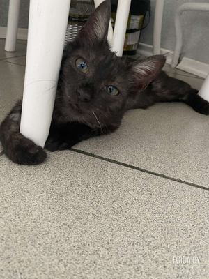 Котенок Блэки в дар