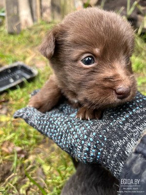 Щенки в дар срочно