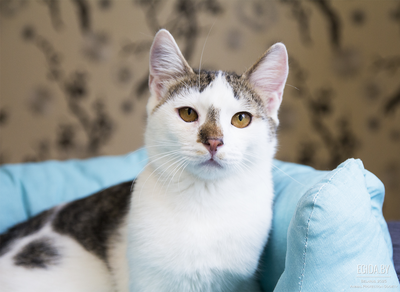 Рафаэль в дар