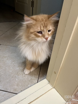 Пропала в Колодищах рыжая пушистая кошка
