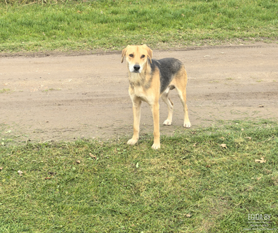 Чья собака?  Кобель. Ласковый