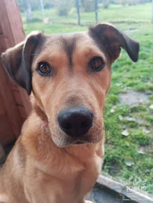 Красивая собака Веста ищет дом