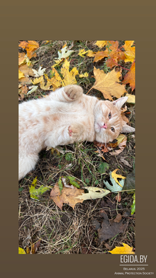 Рыжий ласкушик в добрые руки, привезём с приданым