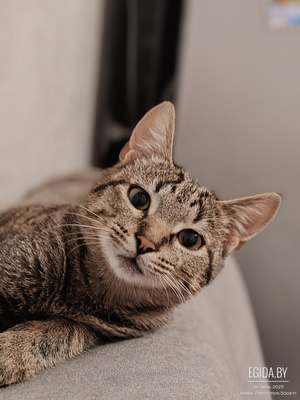 Котёнок Брюс ищет дом