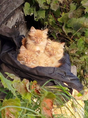 Рыжие пушистые котята, 1 эксклюзивная девочка и 2 мальчика в поисках семьи