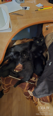 Котята от домашней кошки