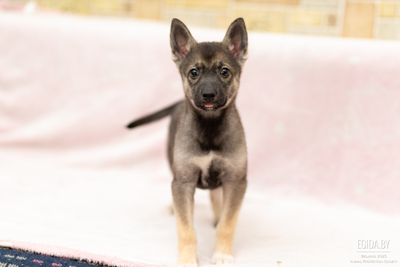 Щенок девочка в дар!