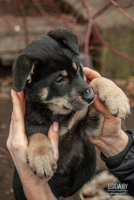 Щенок в дар!