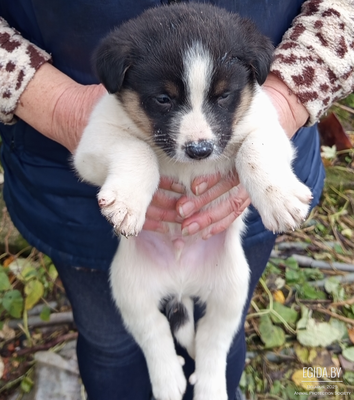 Подарите дом маленьким ангелам с заброшенной дачи