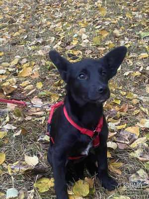 Ушастик Рени, щенок девочка 4 мес, нежная мулаточка в поисках семьи