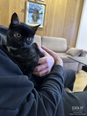 Котята в дар