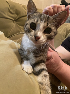 Кошечка подросток Доминика в дар