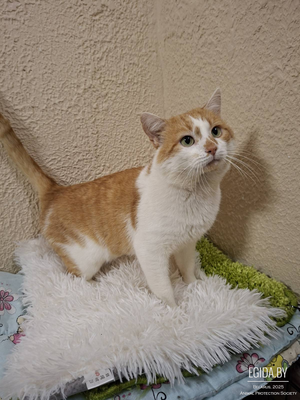 Руфус - потрясающий, рыжий котик, мечтает о своём доме