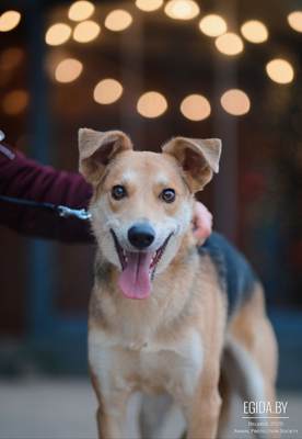 Тима ищет семью