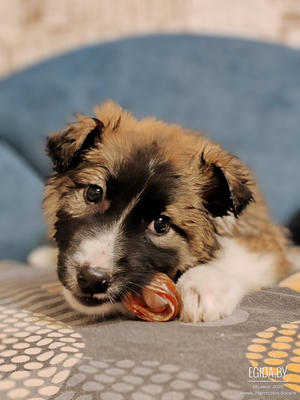 Малышка щенок Мира в добрые руки