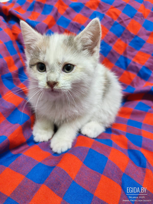 Котята ищут дом