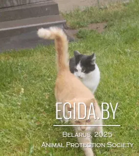 Мегасос! Срочно нужна передержка котятам! Рыжий котенок в дар! Два погибли