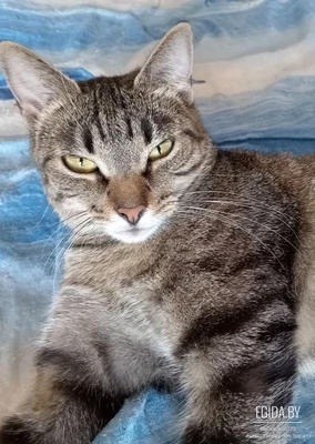 Полосатая милая Полина 3,5 года - в дар