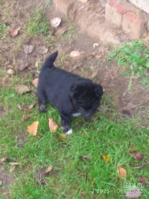 щенки в дар