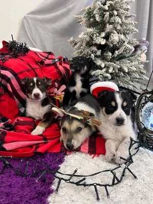 Щенки в дар