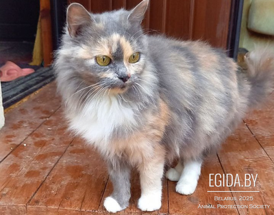 Пушистая красавица СРОЧНО ищет дом или передержку до весны