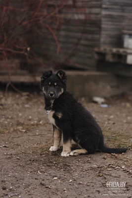 Щенок в дар!