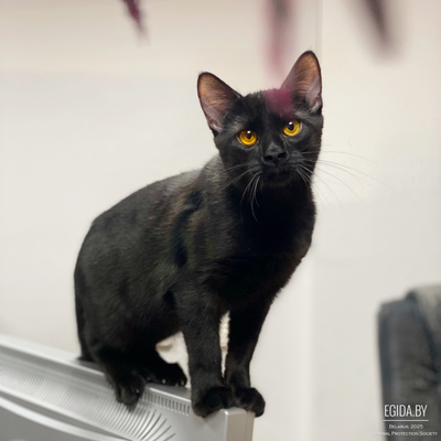 КРАСАВЕЦ ФОБОС ЖДЕТ ВАС