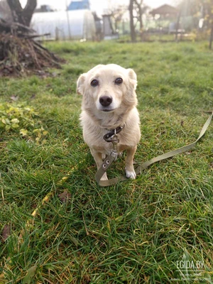 Маленькая собачка Малышка, 30 см, 9 кг, палевого окраса, в поисках семьи