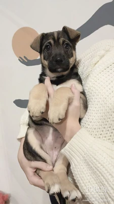 Щенок в дар