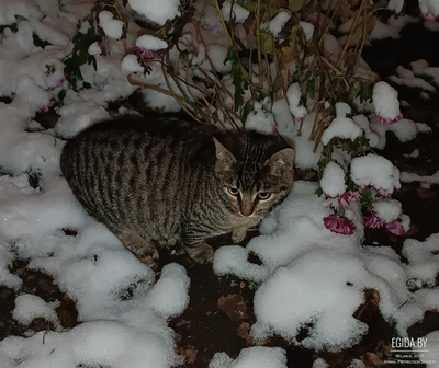 Котята 4 мес.