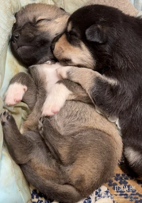 Отдам очаровательных щенков девочку и мальчика в добрые руки