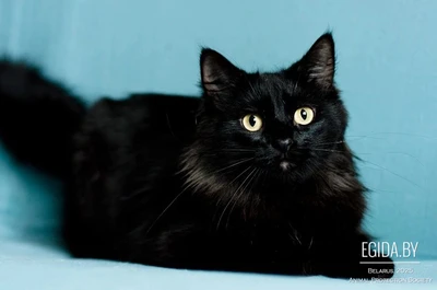 Имана – озорной хвостик