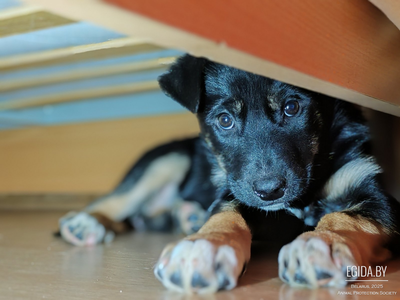 Малышка щенуля в добрые руки