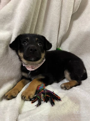 Щенок девочка, 2 мес, нежная Лея, от небольшой собаки, в поисках семьи