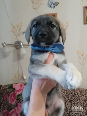 Щенки мальчики серо-пепельного цвета, красавчики