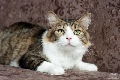 Мени – потешный нос