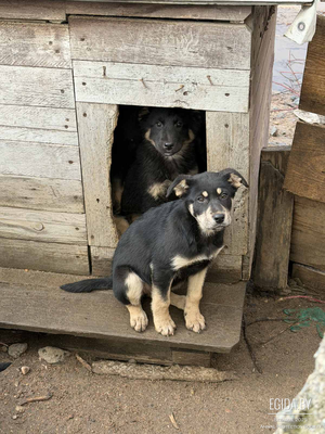 Щенки 2,5 месяца в дар!