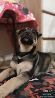 Щенок в дар