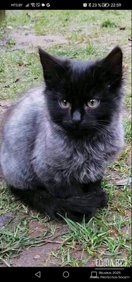 Котята, окрас чернобурка, мальчики, 3 мес в поисках семьи