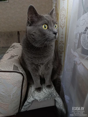 Кошечка Лея ищет новых хозяев