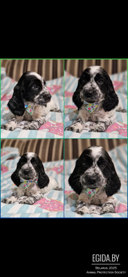 русский спаниель,  рос мальчик