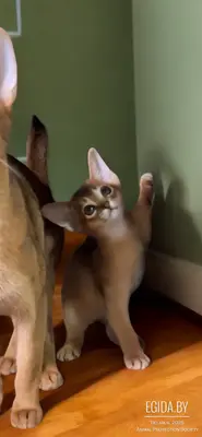 абиссинский котёнок