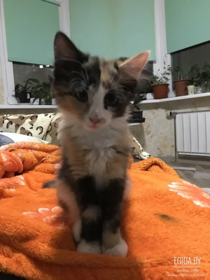 Две маленькие кошечки